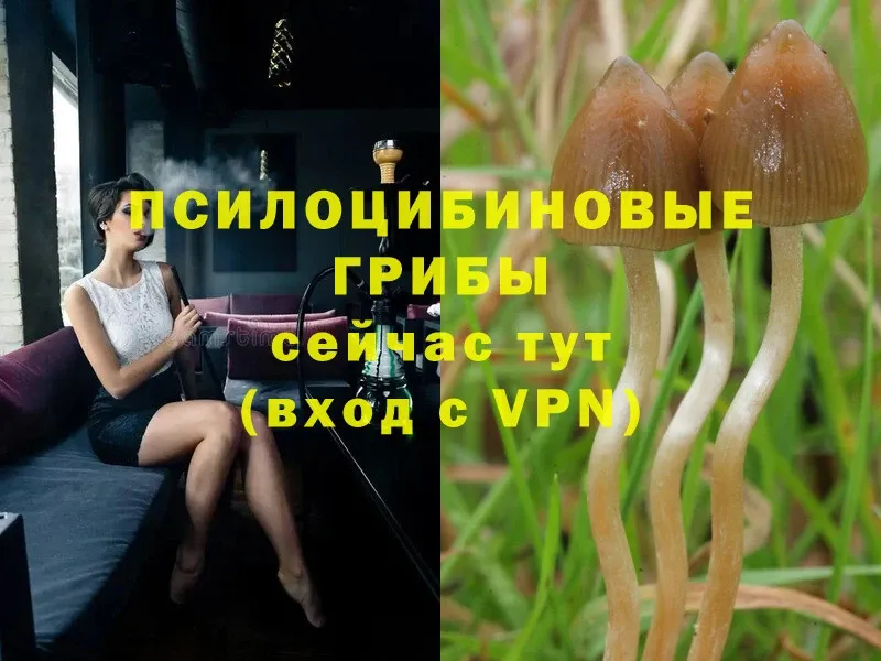 Псилоцибиновые грибы MAGIC MUSHROOMS  сколько стоит  Аткарск 